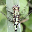 Green Skimmer dragonfly 