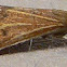 Yellow-veined Moth