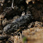 Marbled Click Beetle