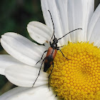 Flower longhorn beetle