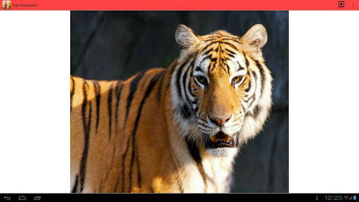 免費下載生活APP|Tiger Wallpapers app開箱文|APP開箱王