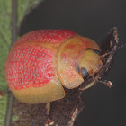 Leaf beetle