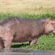 Hippopotamus