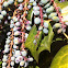 Oregon grape holly