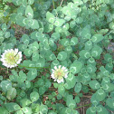 White clover