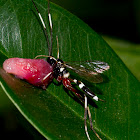 Parasite Wasp