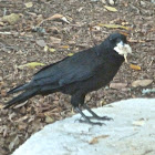 American crow