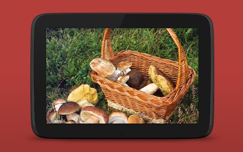 Pilze sammeln & bestimmen PRO Screenshots 23