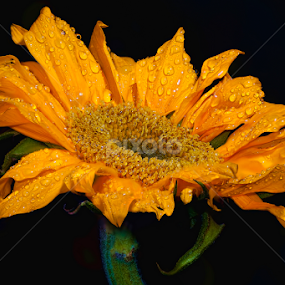 Wet Yellow Flower by Dub Scroggin - Flowers Single Flower
