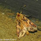Yellow-striped Armyworm Moth
