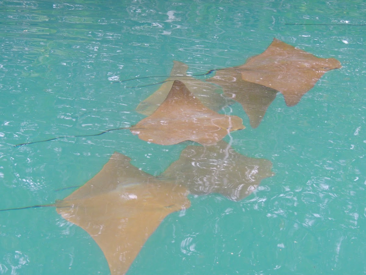 Golden cownose ray (juveniles)
