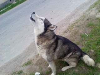 Husky siberian, ochi albastr