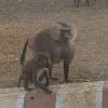 Monkey. Hamadryas Baboon