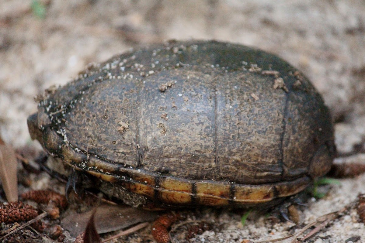 Eastern Mud Turtle