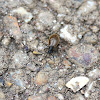 Lagrid Beetle