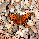 Eastern Comma Butterfly