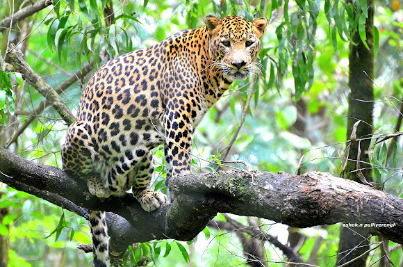 Indian leopard | Project Noah