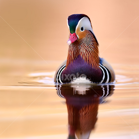 mandarin duck by Stefano Ronchi - Animals Birds