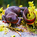  Herps of PDX App