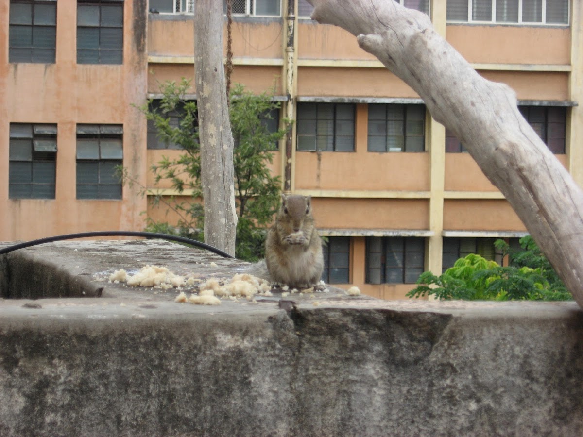 Indian palm squirrel