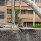 Indian palm squirrel