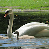 Mute Swan w/cygnets