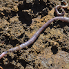 Unknown Earthworm