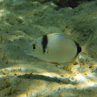 Two banded sea bream