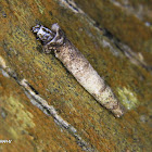 Bagworm moth caterpillar