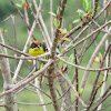 Yellow breasted brush finch