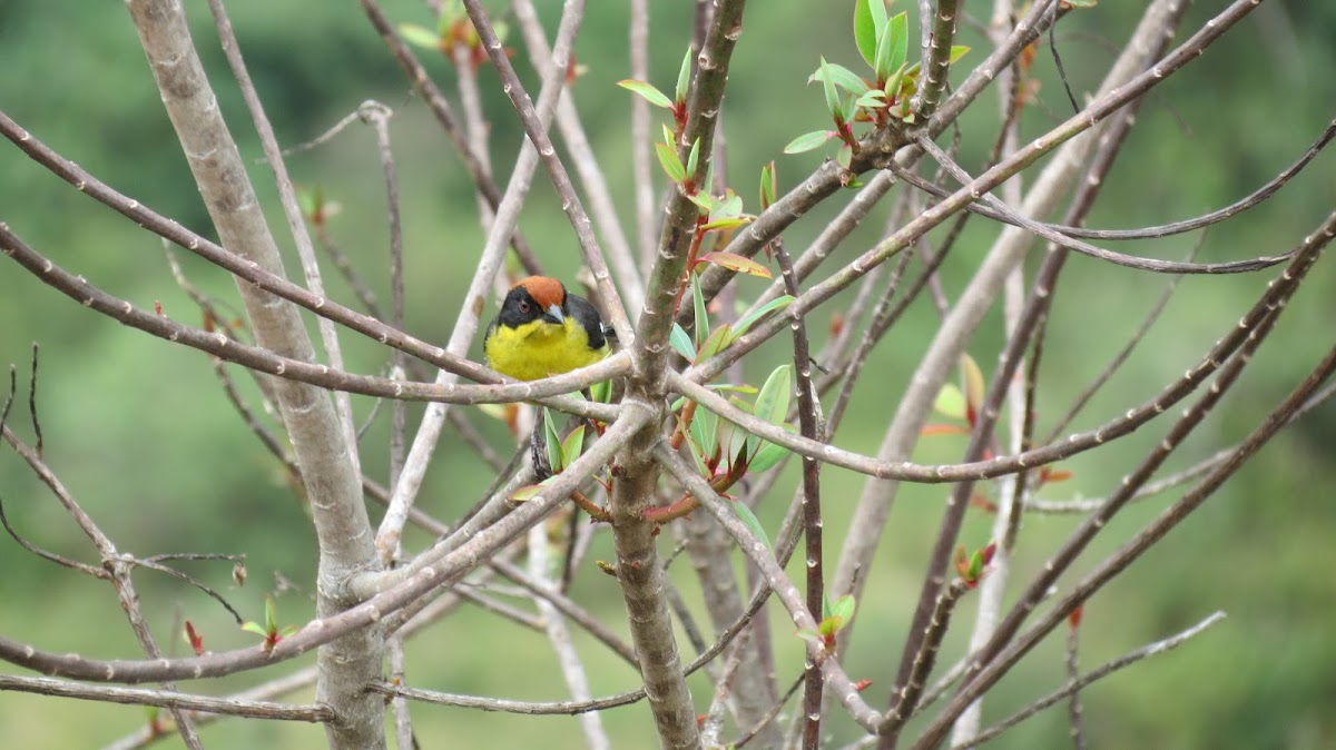 Yellow breasted brush finch