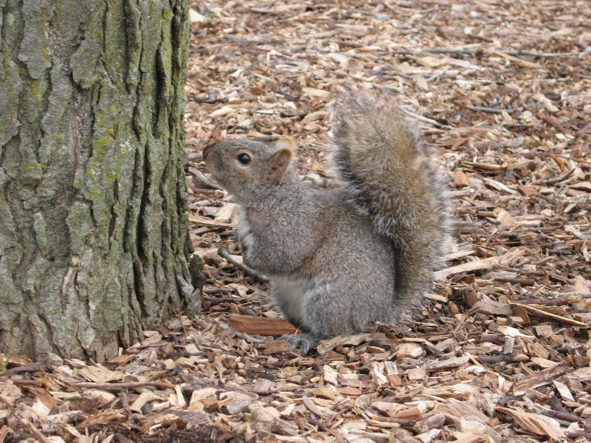 Grey Squirrel