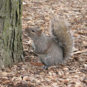 Grey Squirrel