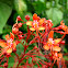 Red Mint Flowers