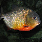 Red-bellied Piranha