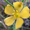 Florida Yellow Flax
