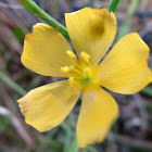 Florida Yellow Flax