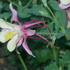 Columbine