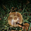 Buttercap mushroom?