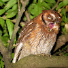 Tropical Screech-Owl / Corujinha-do-mato