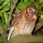 Tropical Screech-Owl / Corujinha-do-mato