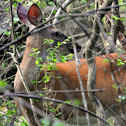 White-tailed Deer