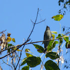 Northern Mockingbird