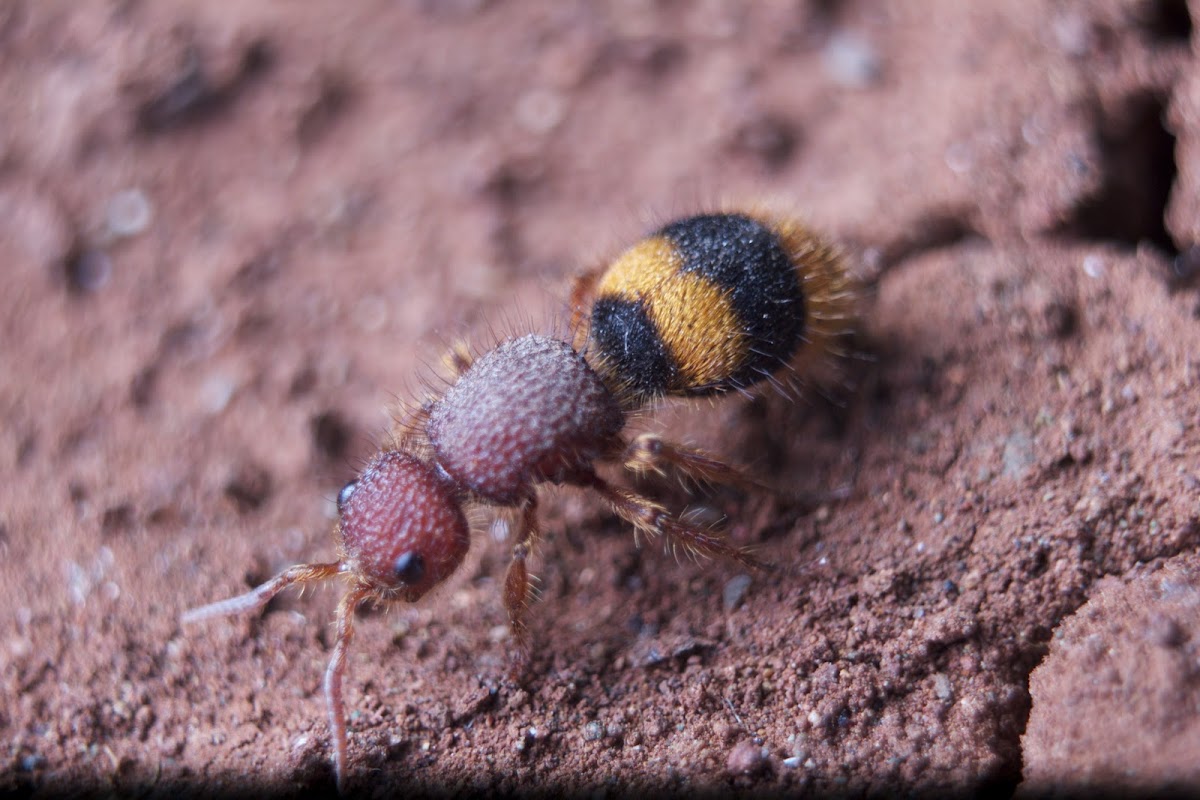 Hymenoptera Velvet Ant
