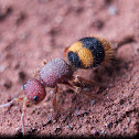 Hymenoptera Velvet Ant