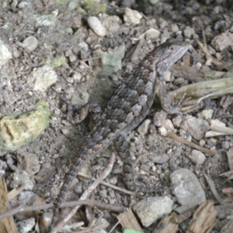 Texas Spiny Lizard