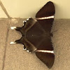 tropical swallowtail moth