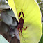 Late-intstar Leaf-footed Bug