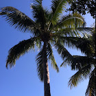 Emperor palm