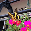 Giant Swallowtail